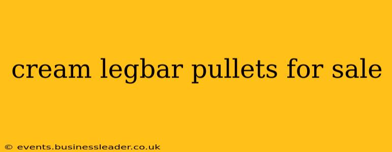 cream legbar pullets for sale