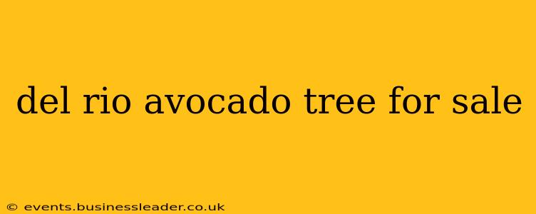 del rio avocado tree for sale
