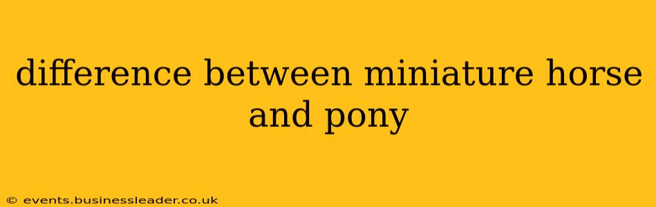 difference between miniature horse and pony