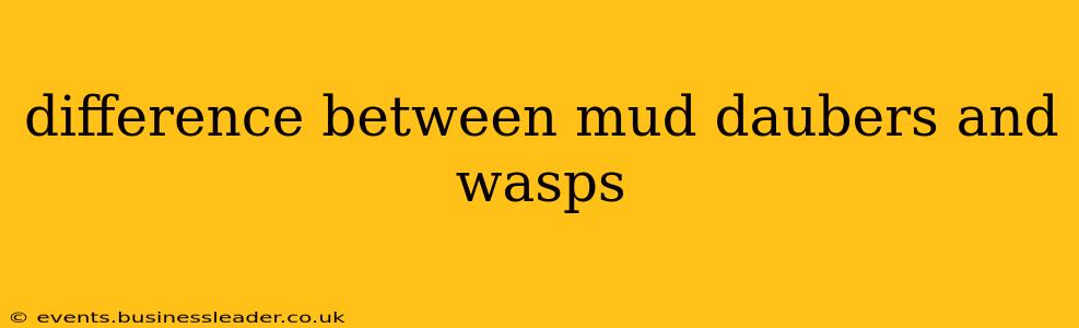 difference between mud daubers and wasps
