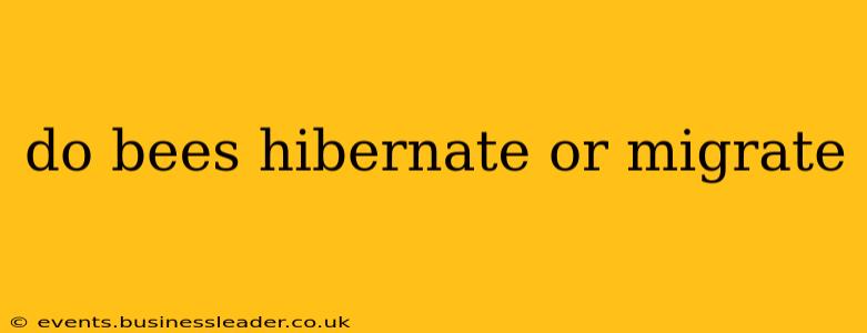 do bees hibernate or migrate