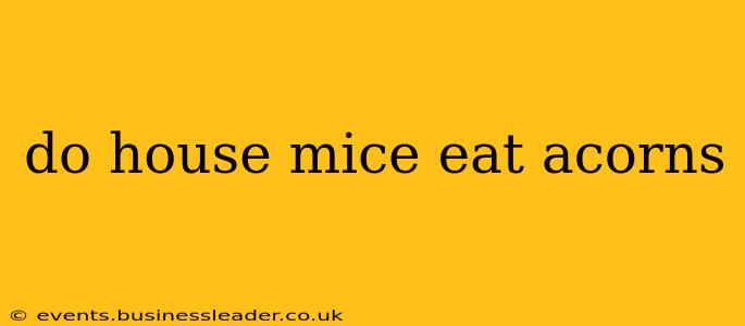 do house mice eat acorns