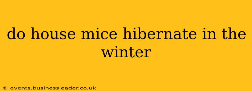 do house mice hibernate in the winter