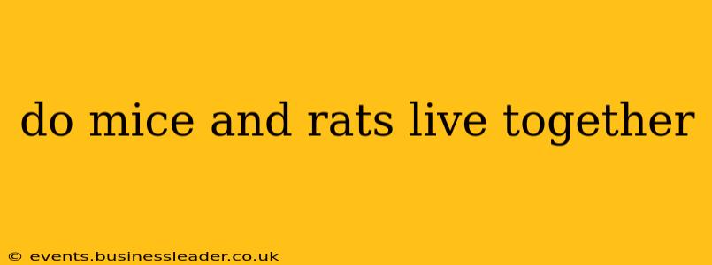 do mice and rats live together