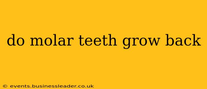 do molar teeth grow back