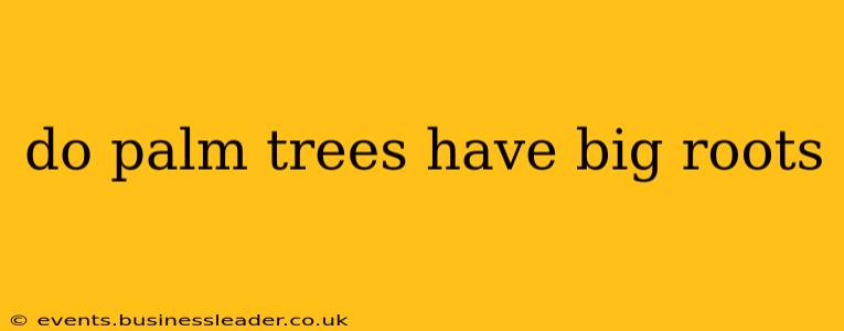 do palm trees have big roots