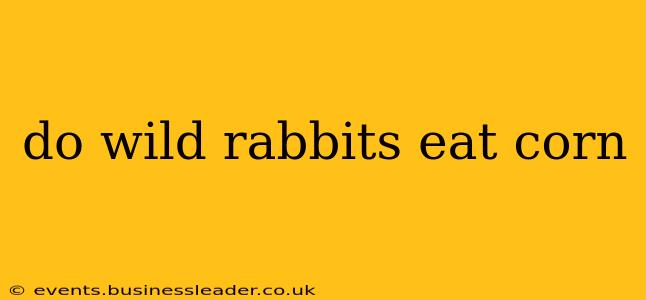 do wild rabbits eat corn