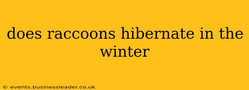 does raccoons hibernate in the winter