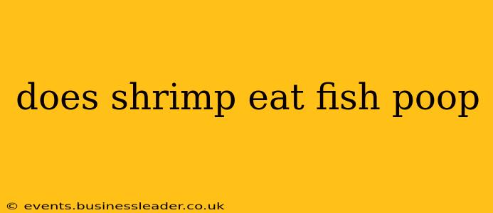 does shrimp eat fish poop