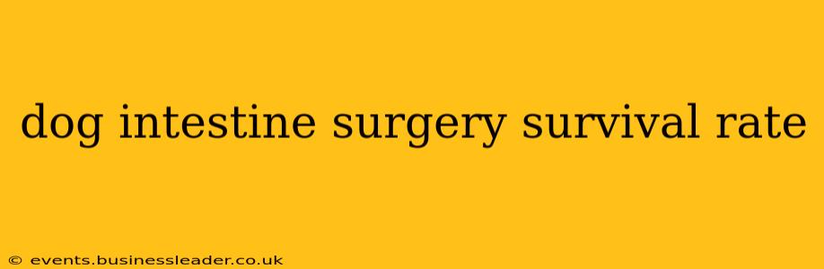 dog intestine surgery survival rate