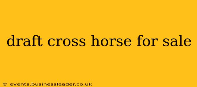 draft cross horse for sale