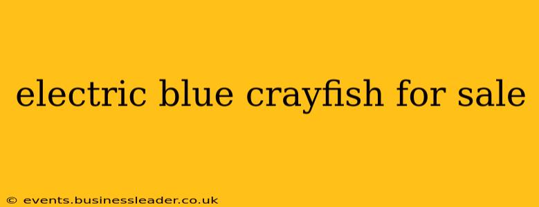 electric blue crayfish for sale