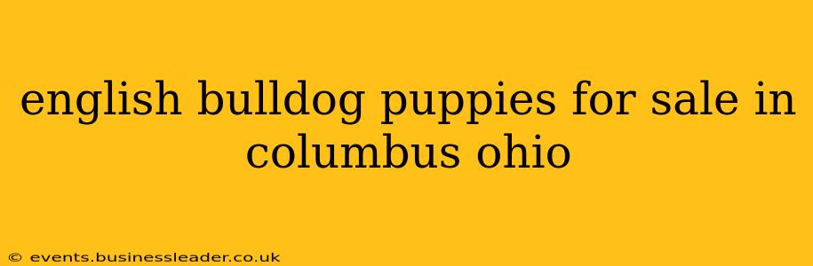 english bulldog puppies for sale in columbus ohio
