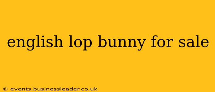english lop bunny for sale