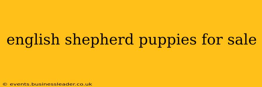 english shepherd puppies for sale