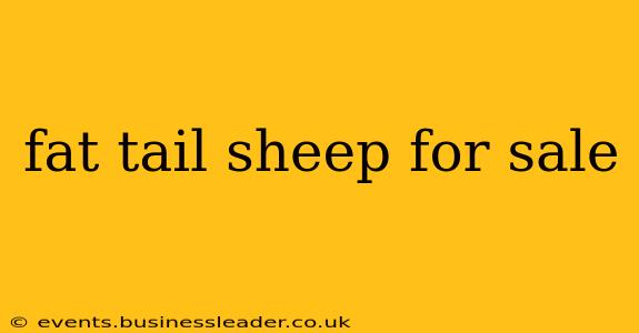 fat tail sheep for sale