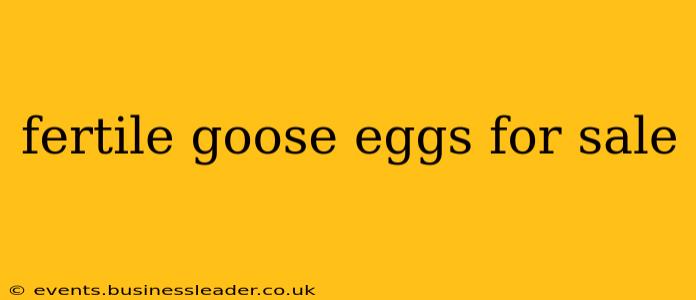 fertile goose eggs for sale