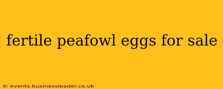 fertile peafowl eggs for sale