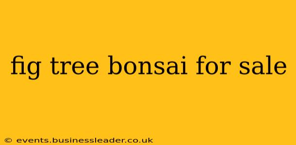fig tree bonsai for sale