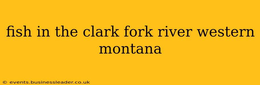 fish in the clark fork river western montana