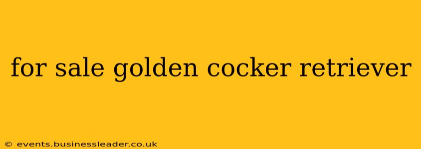 for sale golden cocker retriever