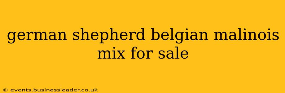 german shepherd belgian malinois mix for sale