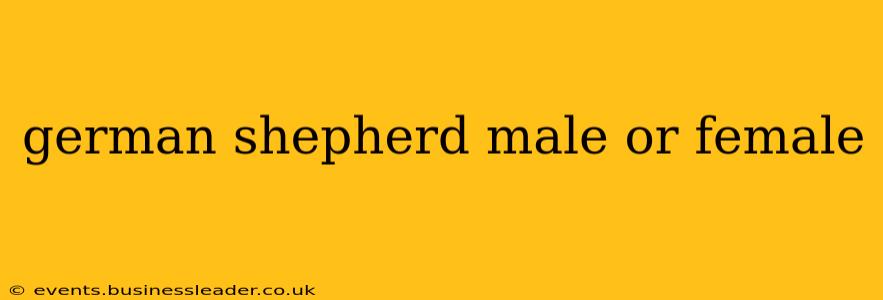 german shepherd male or female
