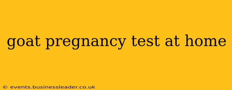 goat pregnancy test at home