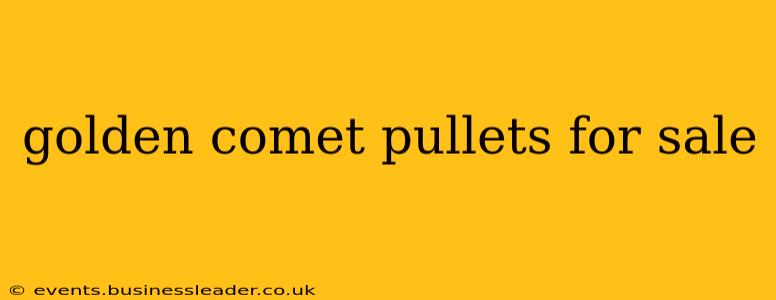 golden comet pullets for sale