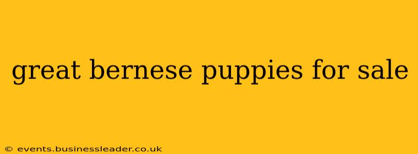 great bernese puppies for sale