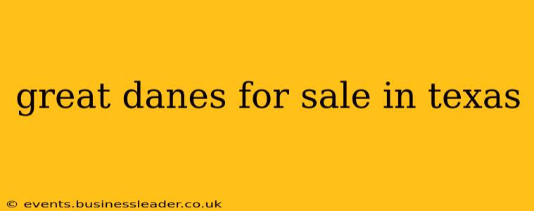 great danes for sale in texas