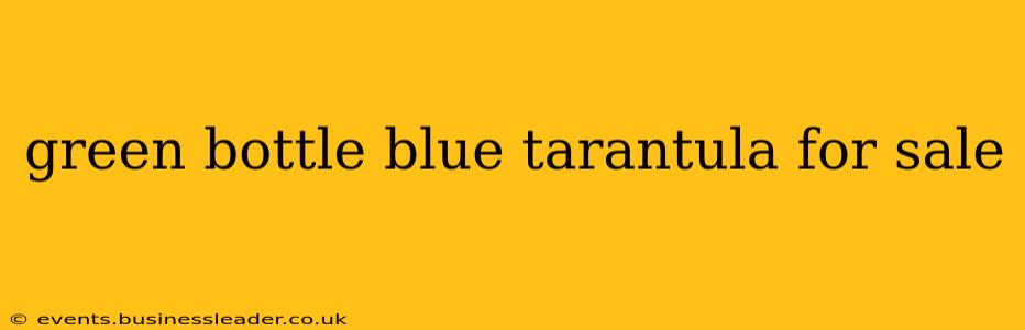 green bottle blue tarantula for sale
