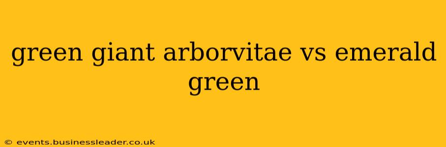 green giant arborvitae vs emerald green