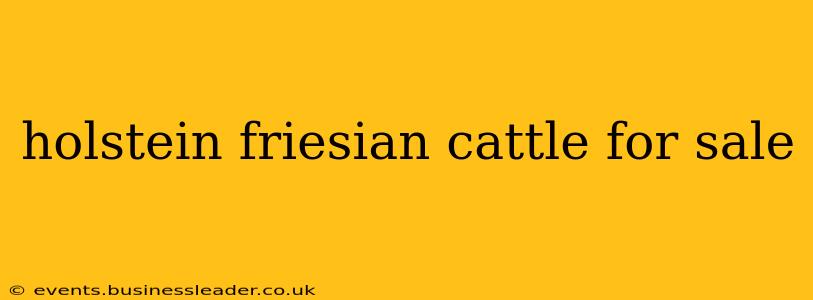 holstein friesian cattle for sale