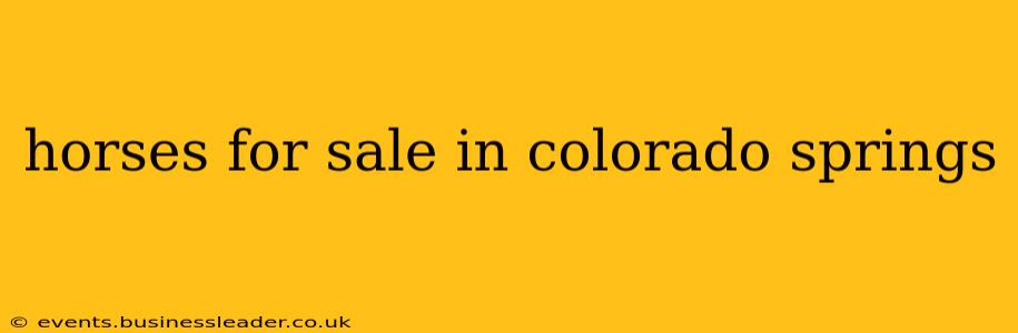 horses for sale in colorado springs