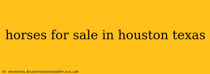 horses for sale in houston texas