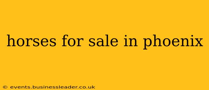 horses for sale in phoenix