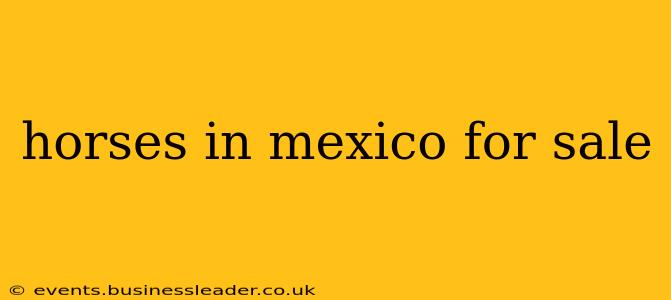 horses in mexico for sale