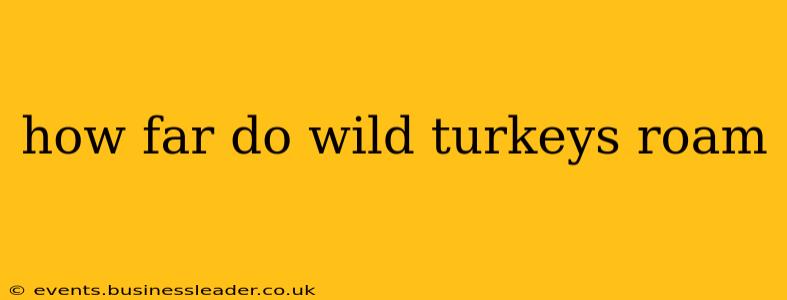 how far do wild turkeys roam