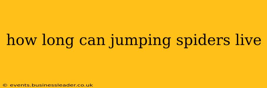 how long can jumping spiders live