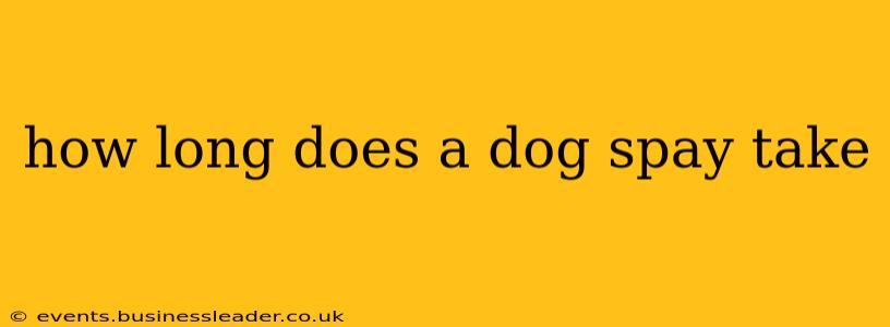 how long does a dog spay take