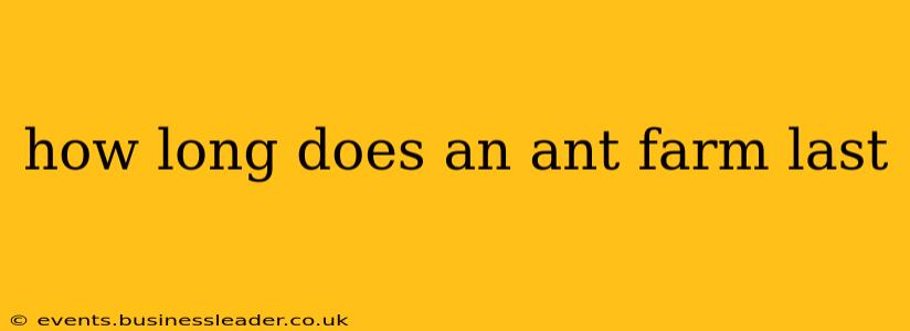 how long does an ant farm last
