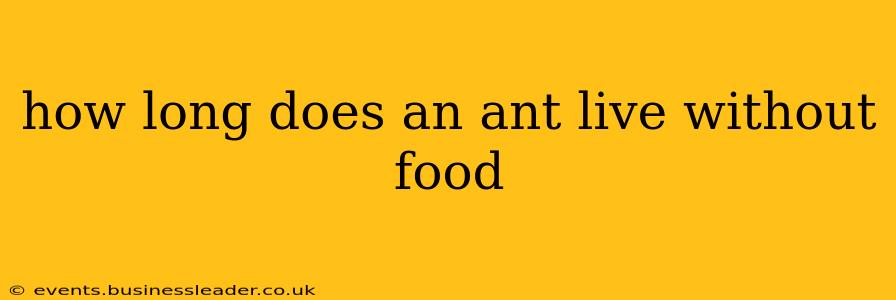 how long does an ant live without food