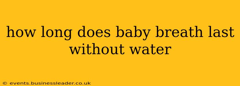 how long does baby breath last without water