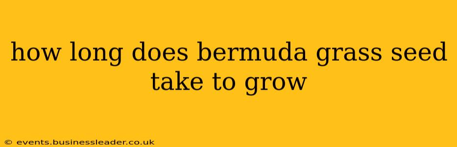 how long does bermuda grass seed take to grow