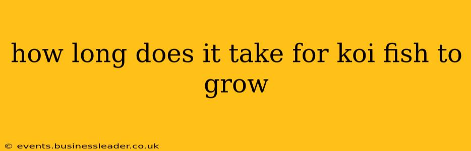 how long does it take for koi fish to grow