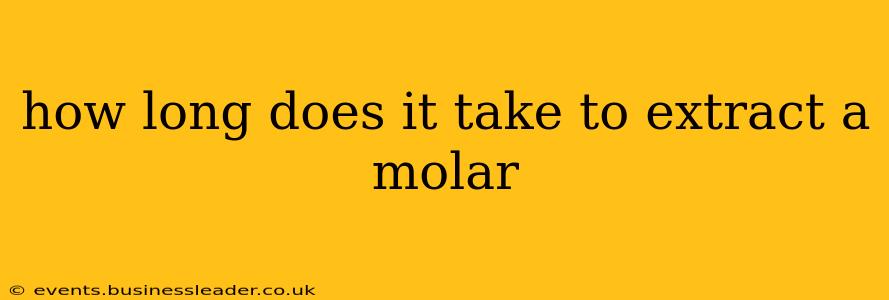 how long does it take to extract a molar
