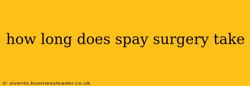 how long does spay surgery take