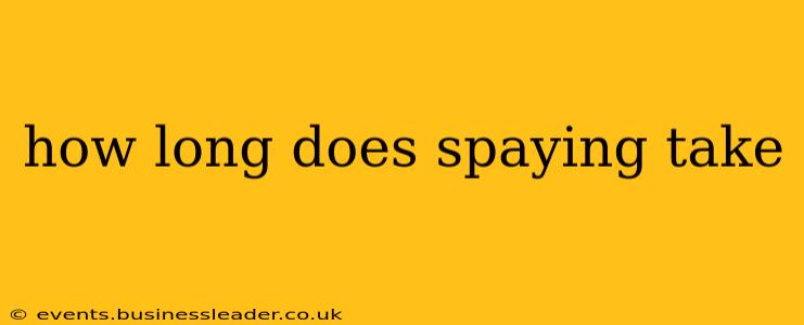 how long does spaying take