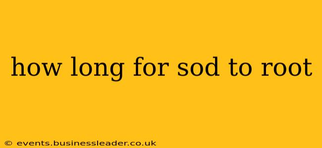 how long for sod to root